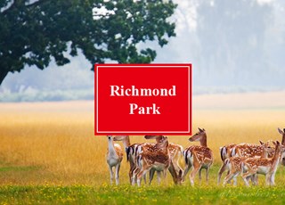 里士满公园 Richmond Park ｜ 英国皇家公园