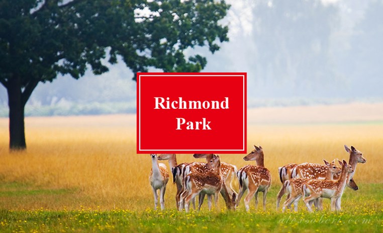 里士满公园 Richmond Park ｜ 英国皇家公园