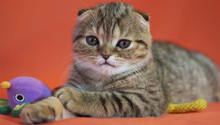【Scottish Fold】喂养苏格兰折耳猫的注意事项