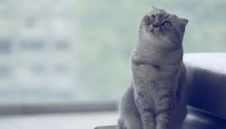 【Scottish Fold】苏格兰折耳猫简介